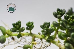 Sedum Furfuraceum Moran Boncuk Sukulent Dağ Koruğu Minimal Yaprak