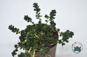 Sedum Furfuraceum Moran Boncuk Sukulent Dağ Koruğu Minimal Yaprak