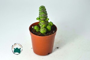 Crassula Barklyi -  Nadir Tür Çıngıraklı Yılan Kuyruğu Sukulent (5,5cm saksı)