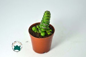 Crassula Barklyi -  Nadir Tür Çıngıraklı Yılan Kuyruğu Sukulent (5,5cm saksı)