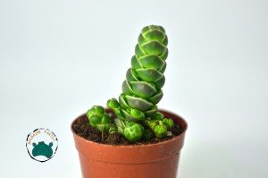 Crassula Barklyi -  Nadir Tür Çıngıraklı Yılan Kuyruğu Sukulent (5,5cm saksı)