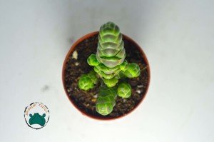 Crassula Barklyi -  Nadir Tür Çıngıraklı Yılan Kuyruğu Sukulent (5,5cm saksı)