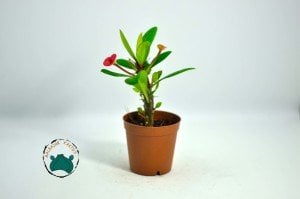 Euphorbia Milii Sukulent- Dikenler Tacı Pembe Çiçek Açar (5,5cmli saksılarda)