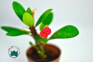 Euphorbia Milii Sukulent- Dikenler Tacı Pembe Çiçek Açar (5,5cmli saksılarda)