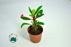 Euphorbia Milii Sukulent- Dikenler Tacı Pembe Çiçek Açar (5,5cmli saksılarda)