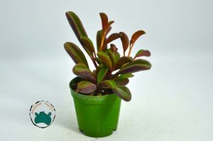 Peperomia Graveolens Ruby Glow Succulent - Özel Tür Sukulent - Doğal Kırmızı Renkli