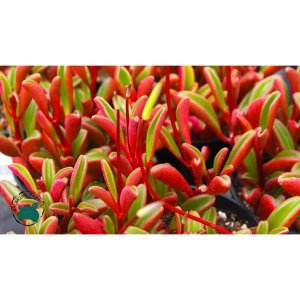 Peperomia Graveolens Ruby Glow Succulent - Özel Tür Sukulent - Doğal Kırmızı Renkli
