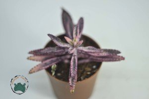 Kalanchoe Pink Butterflies Succulent Pembe Aşkın Gözyaşları Sukulent