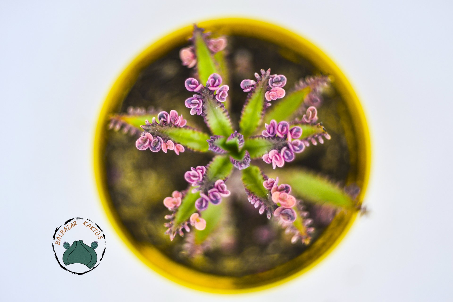 Kalanchoe Pink Butterflies Succulent Pembe Aşkın Gözyaşları Sukulent