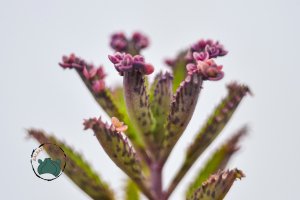 Kalanchoe Pink Butterflies Succulent Pembe Aşkın Gözyaşları Sukulent