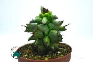 Euphorbia Horrida Monstruosa - Canavar Kaktüs - Sıradışı Formlu Özel Tür Sukulent