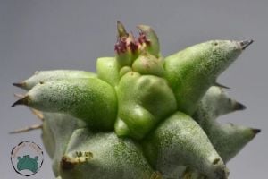Euphorbia Horrida Monstruosa - Canavar Kaktüs - Sıradışı Formlu Özel Tür Sukulent