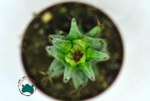 Euphorbia Horrida Monstruosa - Canavar Kaktüs - Sıradışı Formlu Özel Tür Sukulent