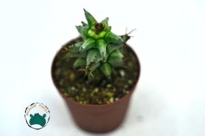 Euphorbia Horrida Monstruosa - Canavar Kaktüs - Sıradışı Formlu Özel Tür Sukulent
