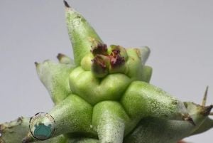 Euphorbia Horrida Monstruosa - Canavar Kaktüs - Sıradışı Formlu Özel Tür Sukulent