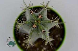 Stenocereus Pruinosus Kaktüs Döner Gri Gövde Özel Tür Kaktüs+ 20 cm (8,5cm saksı)