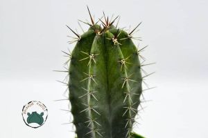 Stenocereus Pruinosus Kaktüs Döner Gri Gövde Özel Tür Kaktüs+ 20 cm (8,5cm saksı)