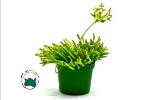 Rhipsalis Hairy Legs Kaktüs Koleksiyonluk Tür 8.5cmlik Saksı
