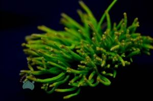 Rhipsalis Hairy Legs Kaktüs Koleksiyonluk Tür 8.5cmlik Saksı