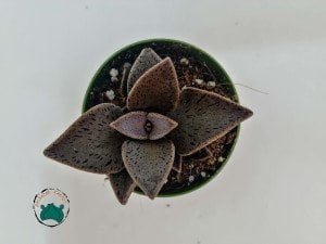 Lenophyllum Guttatum Succulent - Mor Siyah Benekli Sukulent Nadir Tür