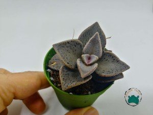 Lenophyllum Guttatum Succulent - Mor Siyah Benekli Sukulent Nadir Tür