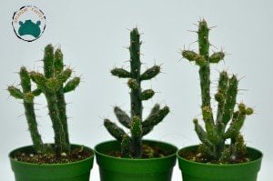 Opuntia Caribaea Cactus - Koleksiyonluk Nadir Tür Kaktüs