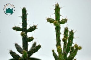 Opuntia Caribaea Cactus - Koleksiyonluk Nadir Tür Kaktüs