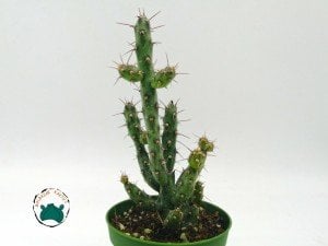 Opuntia Caribaea Cactus - Koleksiyonluk Nadir Tür Kaktüs