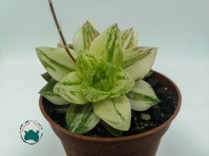 Haworthia Cymbiformis Variegata - Saydam Yapraklı Nadir Tür Sukulent (8,5cmlik saksıda)