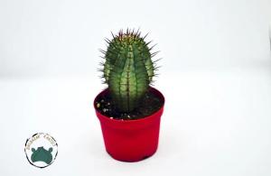 Euphorbia Horrida Koleksiyonluk Nadir Tür Kaktüs (8,5cm saksıda)