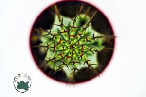 Euphorbia Horrida Koleksiyonluk Nadir Tür Kaktüs (8,5cm saksıda)