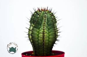 Euphorbia Horrida Koleksiyonluk Nadir Tür Kaktüs (8,5cm saksıda)