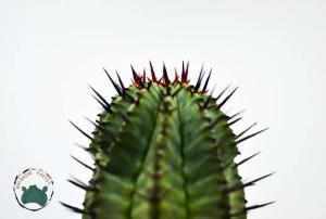 Euphorbia Horrida Koleksiyonluk Nadir Tür Kaktüs (8,5cm saksıda)