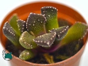 Aloinopsis Luckhoffii (Yaşayan Taş) Sukulent - Özel Tür