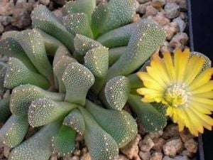 Aloinopsis Luckhoffii (Yaşayan Taş) Sukulent - Özel Tür