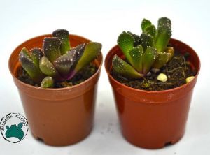 Aloinopsis Luckhoffii (Yaşayan Taş) Sukulent - Özel Tür
