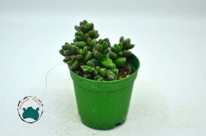 Crassula Elegance - Puantiyeli Özel Tür Sukulent