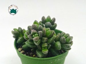 Crassula Elegance - Puantiyeli Özel Tür Sukulent