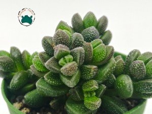 Crassula Elegance - Puantiyeli Özel Tür Sukulent