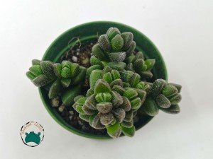 Crassula Elegance - Puantiyeli Özel Tür Sukulent