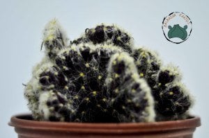 Hildewintera Colademononis Cristata-Beyaz Tüylü Beyin Kaktüs - Koleksiyonluk Nadir Tür Kaktüs (9cmlik saksıda)