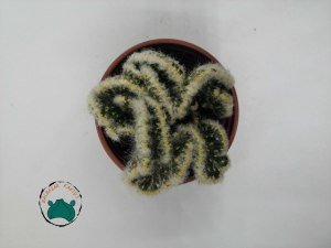 Hildewintera Colademononis Cristata-Beyaz Tüylü Beyin Kaktüs - Koleksiyonluk Nadir Tür Kaktüs (9cmlik saksıda)