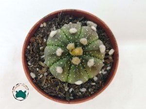 Astrophytum Asterias Gonzales - Özel Koleksiyonluk Kaktüs (5,5cmlik saksıda)