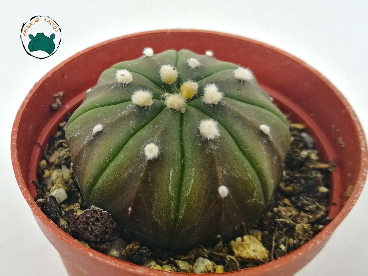 Astrophytum Asterias Nudum Kaktüs - Özel Koleksiyonluk Tür (5,5cmlik saksı)