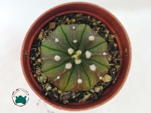 Astrophytum Asterias Nudum Kaktüs - Özel Koleksiyonluk Tür (5,5cmlik saksı)
