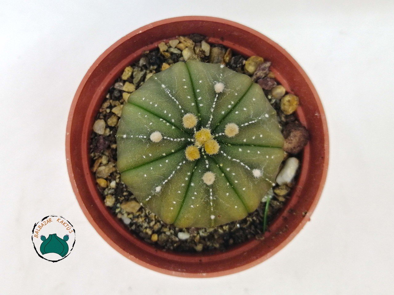 Astrophytum Asterias Nudum Kaktüs Özel Koleksiyonluk Tür (5,5cm saksıda)