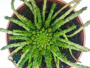 Euphorbia Flanaganii - Medusa Başı-Ahtapot(17 cmlik saksıda)