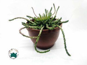 Euphorbia Flanaganii - Medusa Başı-Ahtapot(17 cmlik saksıda)
