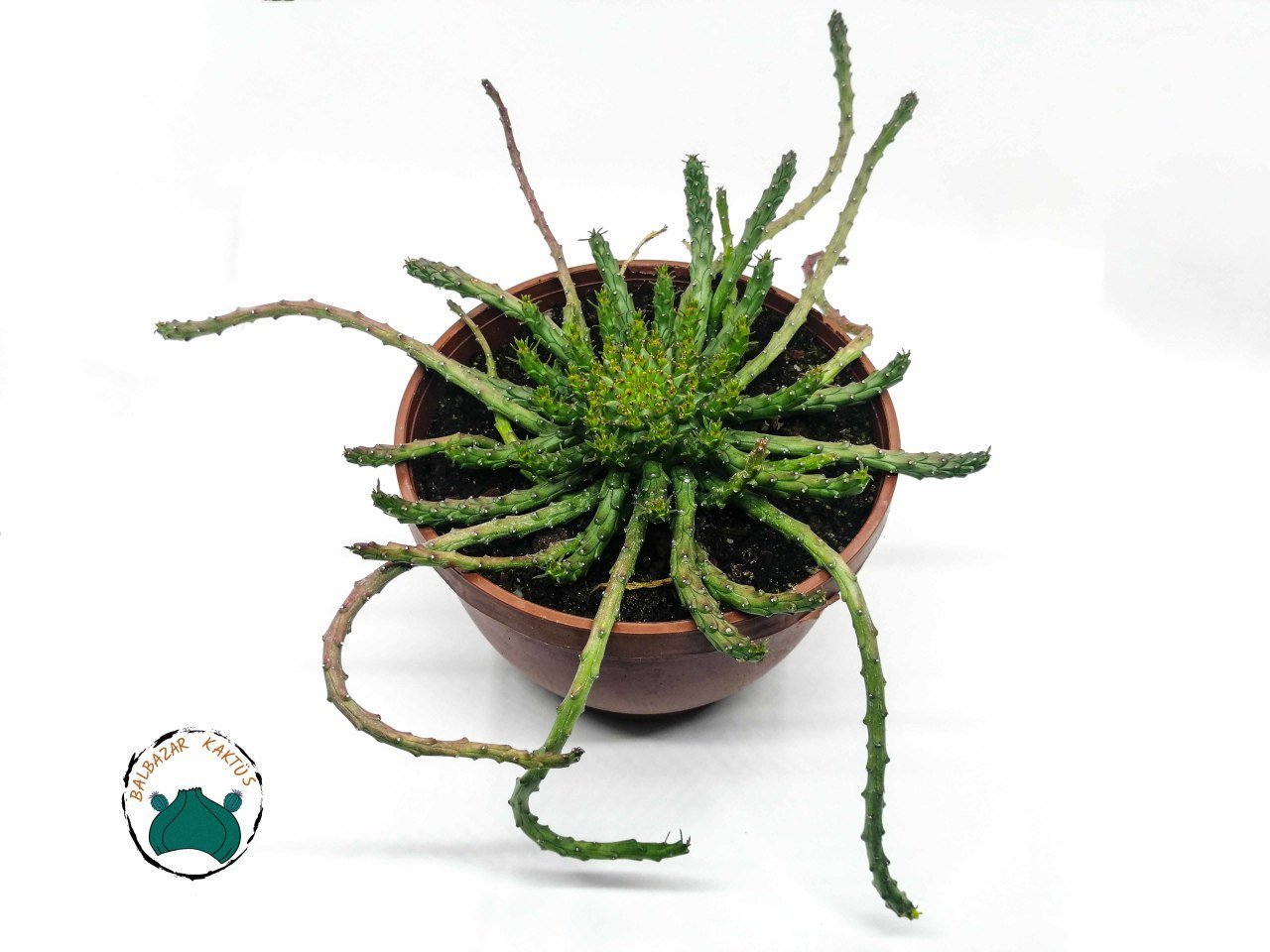 Euphorbia Flanaganii - Medusa Başı-Ahtapot(17 cmlik saksıda)