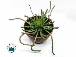Euphorbia Flanaganii - Medusa Başı-Ahtapot(17 cmlik saksıda)